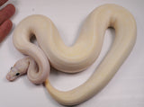 Load image into Gallery viewer, 2022 Male Ivory Bald Combo ++ Ball Python