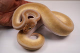 Load image into Gallery viewer, 2022 Male Odium Pinstripe Beast Het Clown Het Pied + Ball Python - GENETIC POWERHOUSE