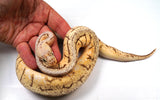 Load image into Gallery viewer, 2022 Female Bumble Bee Pinstripe Ball Python