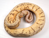 Load image into Gallery viewer, 2022 Female Bumble Bee Pinstripe Ball Python