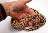 Load image into Gallery viewer, 2021 Male Super Pastel Yellowbelly Het Desert Ghost Het Clown Ball Python