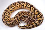 Load image into Gallery viewer, 2021 Male Super Pastel Yellowbelly Het Desert Ghost Het Clown Ball Python