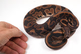 Load image into Gallery viewer, 2022 Female Leopard Het. Albino/Candino Possible Het. Ghost Ball Python