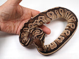 Load image into Gallery viewer, 2021 Female Black Head Lucifer Possible Fader Ball Python