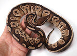 Load image into Gallery viewer, 2021 Female Black Head Lucifer Possible Fader Ball Python