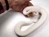 Load image into Gallery viewer, 2022 Female Bumble Bee Piebald (From Pinstripe) Ball Python