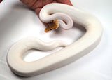 Load image into Gallery viewer, 2022 Female Bumble Bee Piebald (From Pinstripe) Ball Python