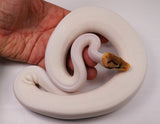 Load image into Gallery viewer, 2022 Female Bumble Bee Piebald (From Pinstripe) Ball Python