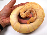 Load image into Gallery viewer, 2021 Female Coral Glow Enchi EMG Ball Python