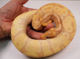 Load image into Gallery viewer, 2022 Female Coral Glow Enchi EMG Ball Python