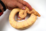 Load image into Gallery viewer, 2022 Female Coral Glow Enchi EMG Ball Python