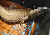 Load image into Gallery viewer, Adult Male Lace Monitor Looking for the Right Home