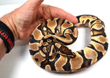 Load image into Gallery viewer, 2022 Female Orange Dream Het. Piebald Ball Python