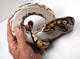 Load image into Gallery viewer, 2022 Female Orange Dream Het. Piebald Ball Python