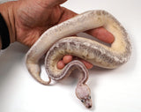 Load image into Gallery viewer, 2022 Female Super Pastel Super Fader Black Pastel  Yellow Belly Ball Python ++ Craziness!