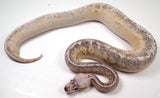 Load image into Gallery viewer, 2022 Female Super Pastel Super Fader Black Pastel  Yellow Belly Ball Python ++ Craziness!