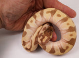 Load image into Gallery viewer, 2023 Female Enchi Mojave Odium Pastel Ball Python