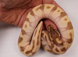 Load image into Gallery viewer, 2023 Female Enchi Mojave Odium Pastel Ball Python