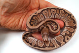 Load image into Gallery viewer, 2023 Male Hidden Gene Woma Lucifer Micro-Scale Ball Python