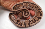 Load image into Gallery viewer, 2023 Male Hidden Gene Woma Lucifer Micro-Scale Ball Python