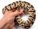 Load image into Gallery viewer, 2022 Female Crypton (Cryptic Clown) Het. Pied Ball Python