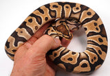 Load image into Gallery viewer, 2022 Female Crypton (Cryptic Clown) Het. Pied Ball Python