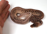 Load image into Gallery viewer, 2023 Female Super Pastel Cinnamon Fader Possible Yellow Belly Ball Python