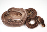 Load image into Gallery viewer, 2023 Female Super Pastel Cinnamon Fader Possible Yellow Belly Ball Python