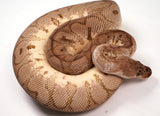 Load image into Gallery viewer, 2022 Male Inferno Clown Possible Poss Het Pied Ball Python - SALE!