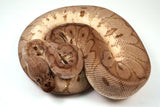 Load image into Gallery viewer, 2022 Male Inferno Clown Possible Poss Het Pied Ball Python - SALE!