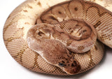 Load image into Gallery viewer, 2022 Male Inferno Clown Possible Poss Het Pied Ball Python - SALE!