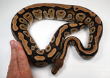 Load image into Gallery viewer, 2022 Female Unknown Het Ball Python - SALE!