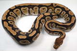 Load image into Gallery viewer, 2022 Female Unknown Het Ball Python - SALE!