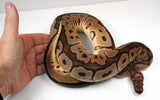 Load image into Gallery viewer, 2022 Male Breedable Yellowbelly Clown Ball Python - SALE!