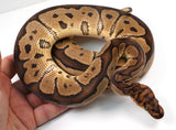 Load image into Gallery viewer, 2022 Male Breedable Yellowbelly Clown Ball Python - SALE!