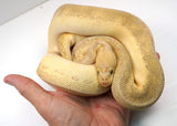 Load image into Gallery viewer, 2022 Female Super Pastel Lesser Pinstripe Clown Ball Python - SALE!