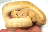 Load image into Gallery viewer, 2022 Female Super Pastel Lesser Pinstripe Clown Ball Python - SALE!