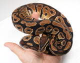 Load image into Gallery viewer, 2022 Female Unknown Het. Ball Python - SALE!