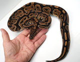 Load image into Gallery viewer, 2022 Female Unknown Het. Ball Python - SALE!