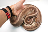 Load image into Gallery viewer, 2021 Female Hidden Gene Woma Mojave Odium Ball Python - SALE!