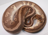 Load image into Gallery viewer, 2021 Female Hidden Gene Woma Mojave Odium Ball Python - SALE!