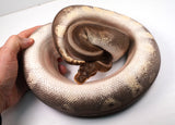 Load image into Gallery viewer, 2021 Female Hidden Gene Woma Mojave Odium Ball Python - SALE!