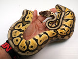 Load image into Gallery viewer, 2022 Female Super Pastel Het Ghost Ball Python - SALE!