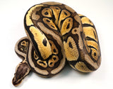 Load image into Gallery viewer, 2022 Female Super Pastel Het Ghost Ball Python - SALE!