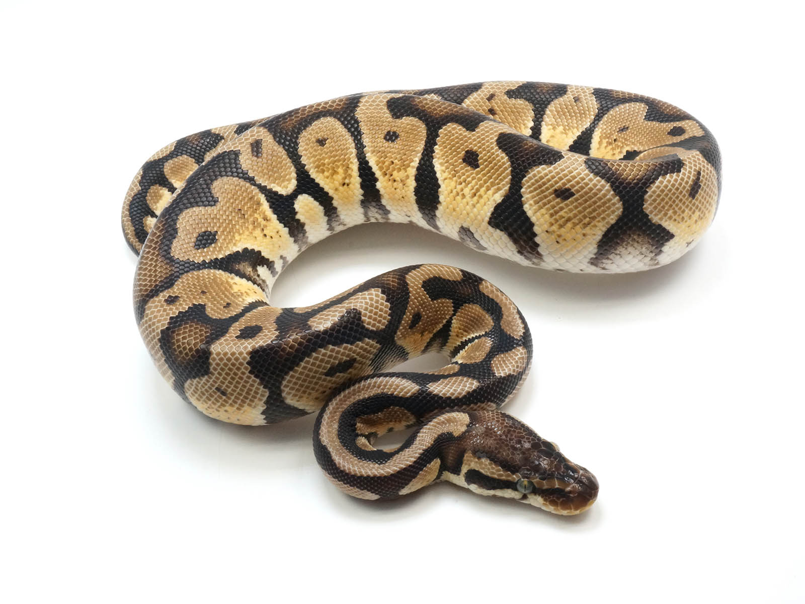 Axanthic Calico Ball Python