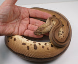 Load image into Gallery viewer, 2022 Female Pastel Leopard Blade Clown Ball Python - SALE! Breedable