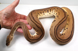 Load image into Gallery viewer, 2022 Female Pastel Leopard Blade Clown Ball Python - SALE! Breedable