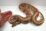 Load image into Gallery viewer, 2019  Female Breedable Odium Mojave &quot;Weird&quot; Poss Malum GHI +  Ball Python - SALE!