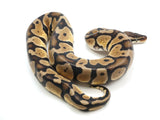 Load image into Gallery viewer, 2020 Male Pastel Enchi Possible Double Het. NERD Axanthic/Desert Ghost Ball Python