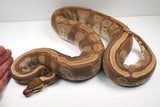 Load image into Gallery viewer, 2019  Female Breedable Odium Mojave &quot;Weird&quot; Poss Malum GHI +  Ball Python - SALE!